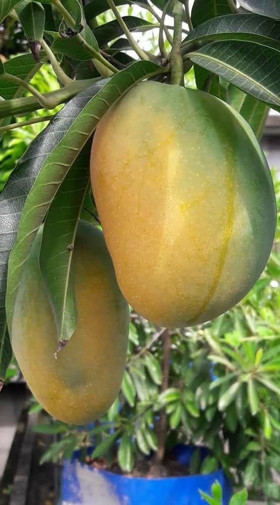 Multan Dusehri